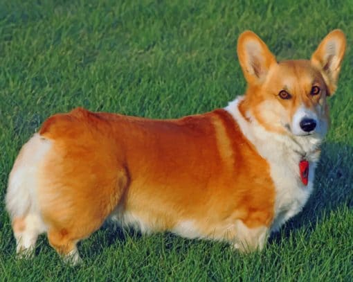 Pembroke Welsh Corgi Paint by numbers