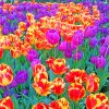 Purple And Red Tulips paint by numbers