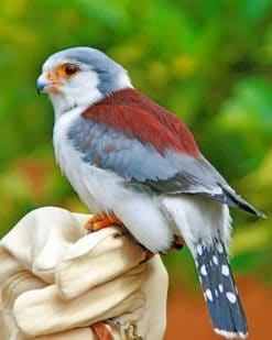 Pygmy Falcon Paint by numbers