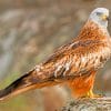 Red kite Paint by Numbers