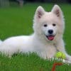 Samoyed Paint by numbers