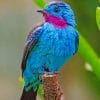 Spangled Cotinga Paint by numbers