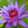 Purple Water Lily Paint by numbers