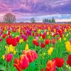 Tulips Field paint by numbers