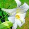 White Lily paint by numbers