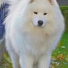 White Fluffy Dog Paint by numbers