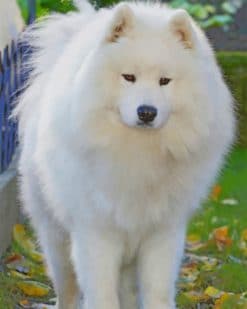 White Fluffy Dog Paint by numbers