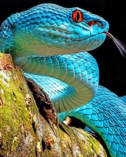 Blue Snake Paint by numbers