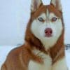 Brown Husky With Blue Eyes Paint by numbers