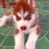 Brown Puppy Husky paint by numbers