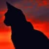 Cat Silhouette paint by numbers