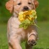 Cute Puppy With Flower Paint by numbers