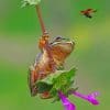 Cute Tree Frog On A Flower Paint by numbers