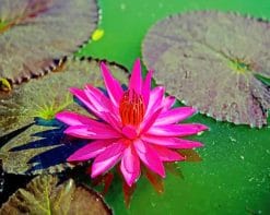 Fuchsia Water Lily paint by numbers