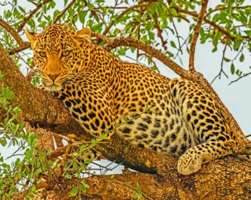 Leopard On Tree paint by numbers