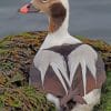 Long Tailed Duck paint by numbers