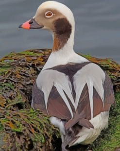 Long Tailed Duck paint by numbers