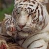 Mom And Her Baby White Tiger paint by numbers