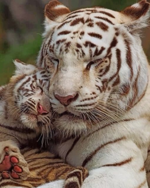 Mom And Her Baby White Tiger paint by numbers