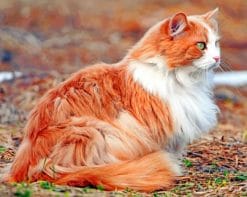 Orange And White Cat paint by numbers