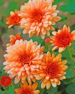 Peach Chrysanthemum Paint by numbers