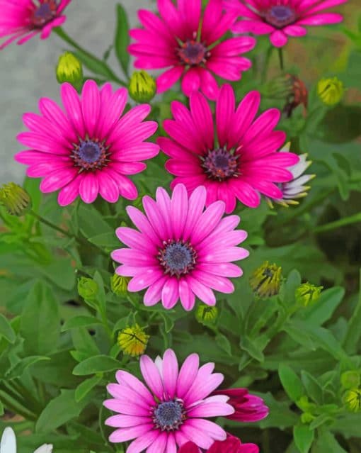 Pink Daisies Paint by numbers