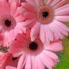 Pink Gerbera Daisy Paint by numbers