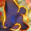 pinnatus batfish paint by numbers