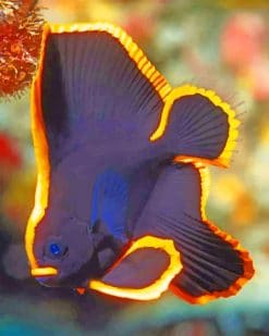 pinnatus batfish paint by numbers