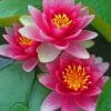 Pretty Pink Water Lily paint by numbers