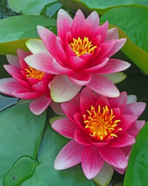 Pretty Pink Water Lily paint by numbers