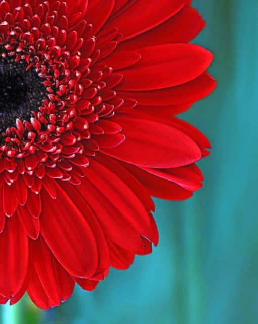 Red Gerber Daisy Paint by numbers