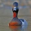 Ring Necked Duck Paint by numbers