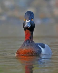 Ring Necked Duck Paint by numbers