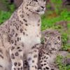 Snow Leopard With Her Cubs paint by numbers