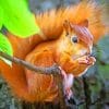 Red Squirrel on an branch paint by numbers