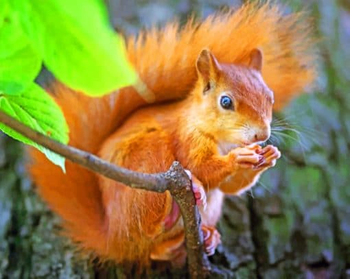 Red Squirrel on an branch paint by numbers