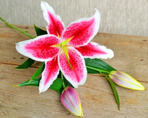 Stargazer Lily paint by numbers