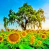 Sunset Sunflowers Field paint by numbers