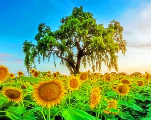 Sunset Sunflowers Field paint by numbers