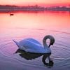 Swan On Lake paint by numbers