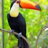 Toco Toucan paint by numbers