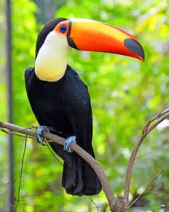 Toco Toucan paint by numbers