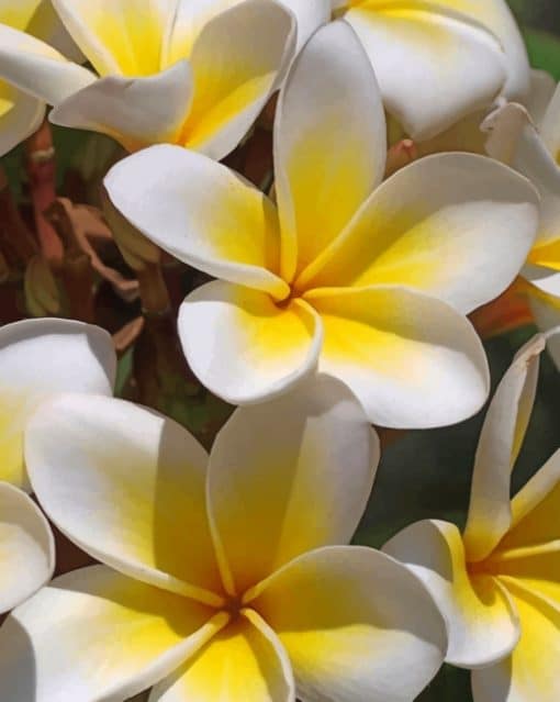 White And Yellow Frangipani paint by numbers