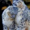 Snow Leopards Couple paint by numbers