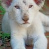 White Lion Cub paint by numbers