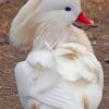 White Mandarin Duck Painnt by numbers