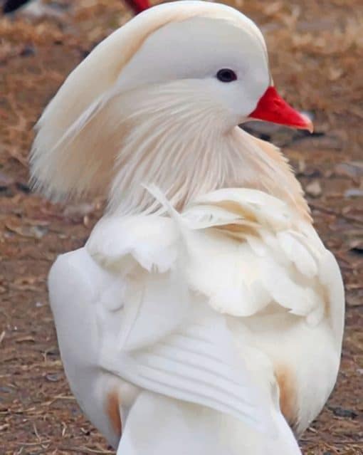 White Mandarin Duck Painnt by numbers