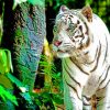 White Tiger paint by numbers