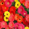 Gerberas Flowers Paint by numbers